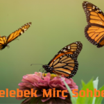 Kelebek Mirc Sohbet