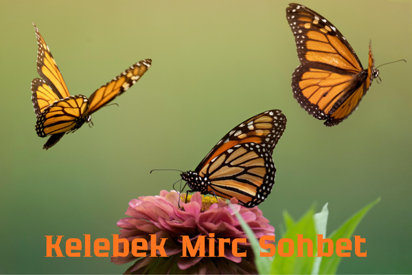 Kelebek Mirc Sohbet